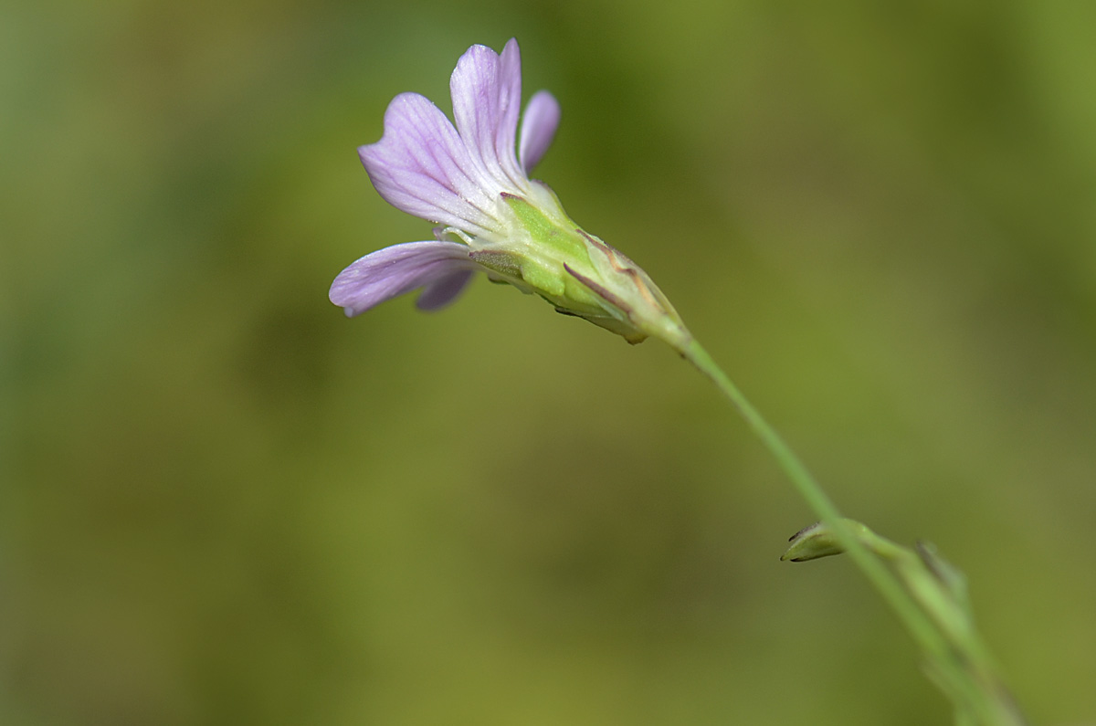 Petrorhagia saxifraga / Garofanina spaccasassi